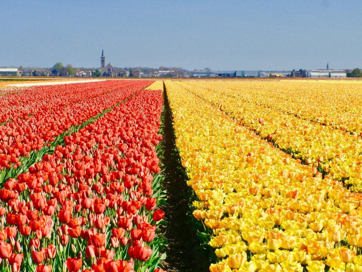 Bed & Breakfast Tegenover De Molen Haarlem Luaran gambar