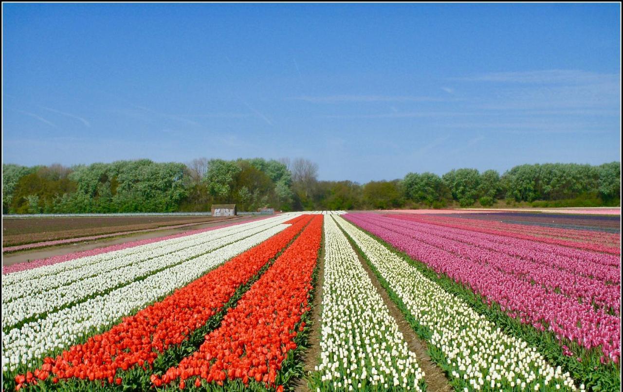 Bed & Breakfast Tegenover De Molen Haarlem Luaran gambar